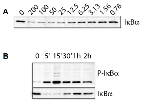 IL-1beta (human, rec.) (untagged) (MultiPack, 3 x 10µg)
