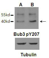 Anti-Phospho-BUB3 (Tyr207)