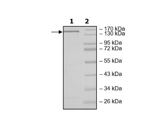 Cas9 (D10A, H840A), NLS, His-Tag (S. pyogenes) Recombinant