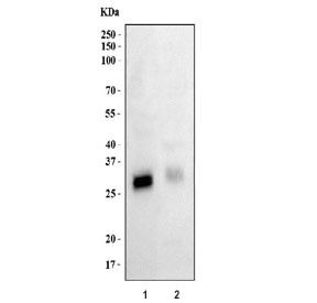 Anti-FHL3