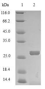 Mannose-binding protein C (MBL), bovine, recombinant