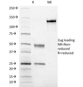 Anti-CD41, clone ITGA2B/1036