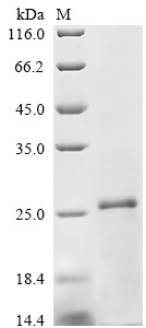 Transforming growth factor beta-2 (TGFB2), partial, bovine, recombinant