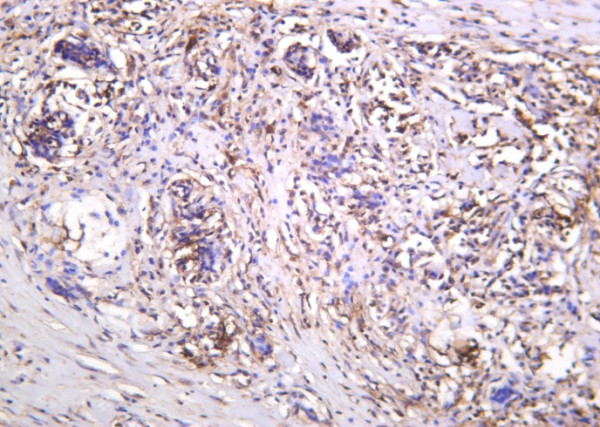 Anti-Recombinant Thioredoxin, clone 5H1