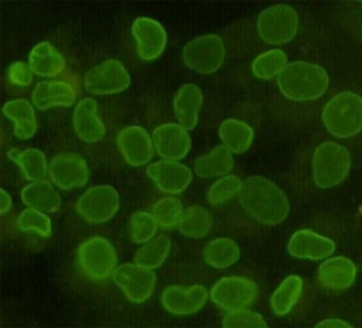 Anti-Lamin B1, clone 5G8-D3-H7