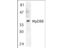 Anti-MyD88