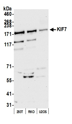 Anti-KIF7