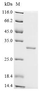 Ras-related protein Rap-2c (RAP2C), recombinant human