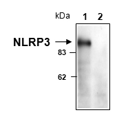 Anti-NLRP3/NALP3 (mouse), clone Cryo-1