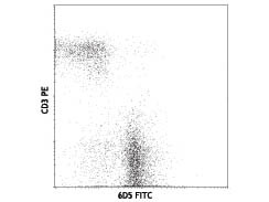 Anti-CD19 Fluorescein Conjugated, clone 6D5