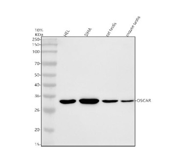 Anti-OSCAR / Osteoclast-associated immunoglobulin-like receptor