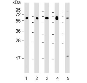 Anti-HHLA2 / HERV-H LTR-associating protein 2