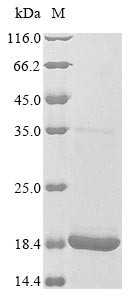 Griffithsin (X31S), Griffithsia sp., recombinant