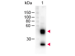 Anti-Mouse IgG (H&amp;L) [Sheep] Peroxidase conjugated