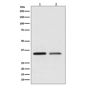 Anti-WNT2, clone CAG-23
