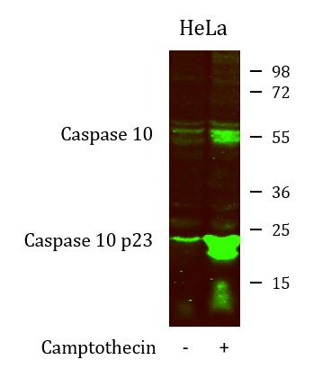 Anti-Caspase 10