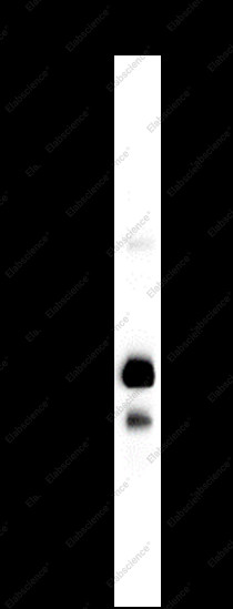 Anti-Recombinant CD79b, clone C112134