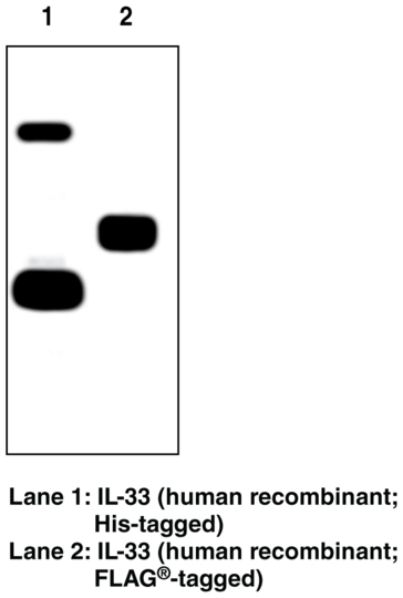 Anti-Interleukin-33 (human) (Clone IL33305B)