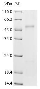 Metal cation symporter ZIP14 (Slc39a14), recombinant mouse