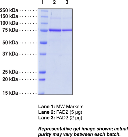 PAD2 (human, recombinant)