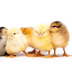 Chicken L-lactate dehydrogenase A chain (LDHA) ELISA Kit