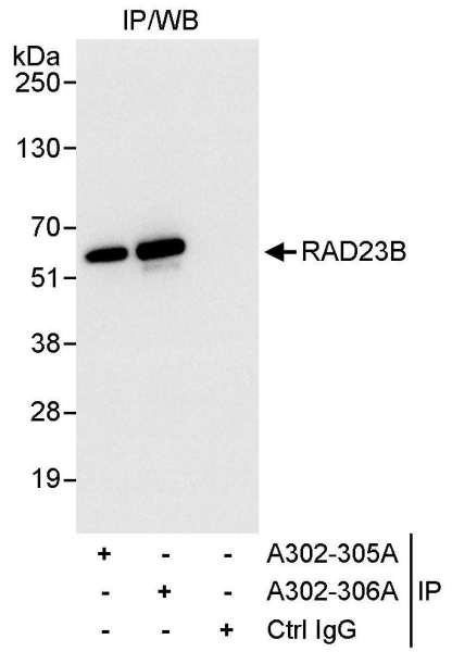 Anti-RAD23B