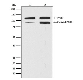 Anti-PARP1, clone ABCG-16