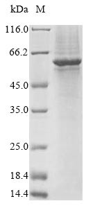 Gasdermin-C (GSDMC), human, recombinant