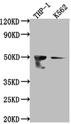 Anti-FDFT1 Recombinant Monoclonal, clone 10H12