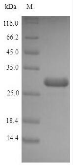 Acyl carrier protein (acpP), Escherichia coli, recombinant
