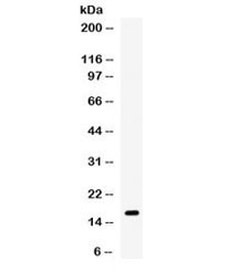 Anti-Gip / Gastric inhibitory polypeptide