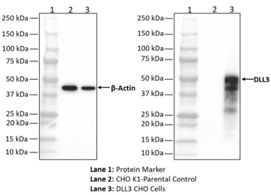 DLL3 CHO Cell Line