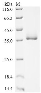 B7R protein (B7R), partial, Variola virus, recombinant