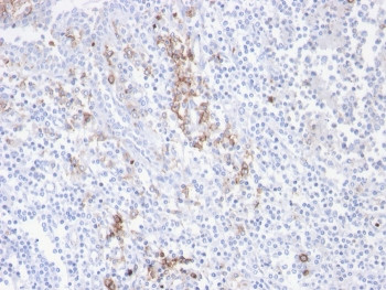 Anti-CD38, clone CD38/4247R