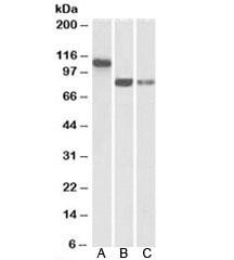 Anti-T-Cadherin