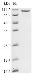 Tetanus toxin (tetX), partial, Clostridium tetani, recombinant