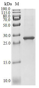 Interleukin-4 receptor subunit alpha (IL4R), partial, swine, recombinant