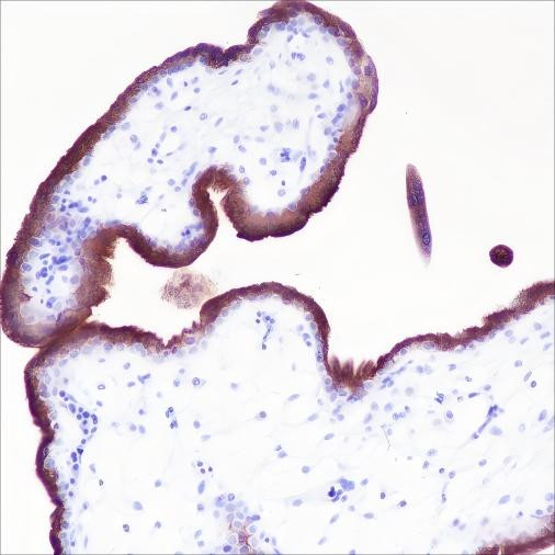 Anti-Recombinant VISTA, clone A388