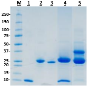 SiMPLe Protein Labeling Kit (Sortase Mediated Protein Ligation)