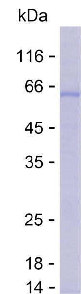 Recombinant Human EGLN3 Protein