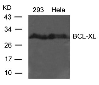 Anti-BCL2L1 (Ab-62)