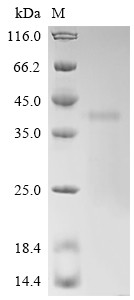 Calpain-3 (Capn3), partial, mouse, recombinant