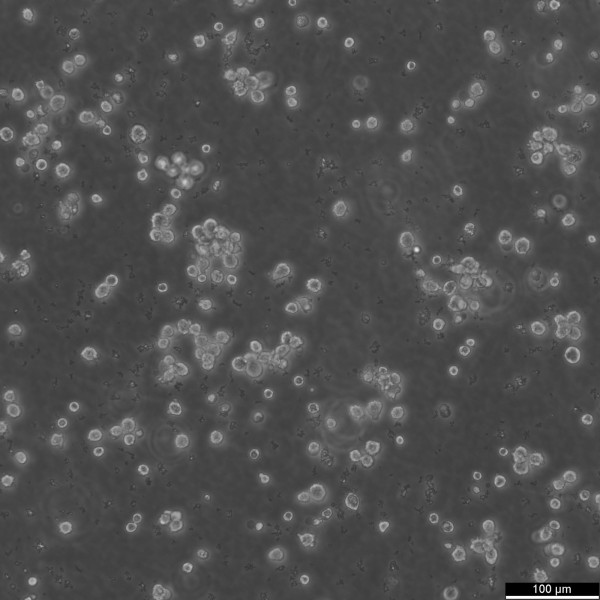 LP-1 Cells