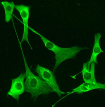 Anti-PIK3CG / p110 gamma