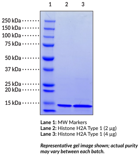 Histone H2A Type 1 (human, recombinant)