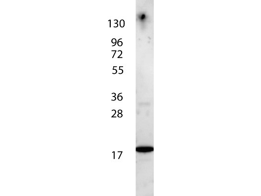 Anti-Interleukin-7 (IL-7), Peroxidase conjugated