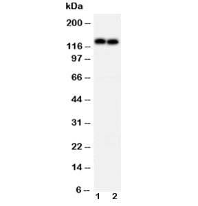 Anti-N-Cadherin