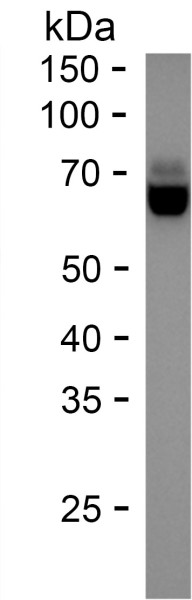 Recombinant Human NXPE1 Protein