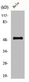 Anti-CCNA1
