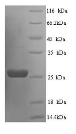 Suppressor of cytokine signaling 3 (Socs3), rat, recombinant